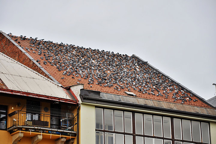 A2B Pest Control are able to install spikes to deter birds from roofs in Aylesford. 