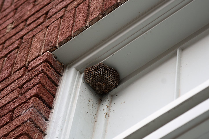 We provide a wasp nest removal service for domestic and commercial properties in Aylesford.